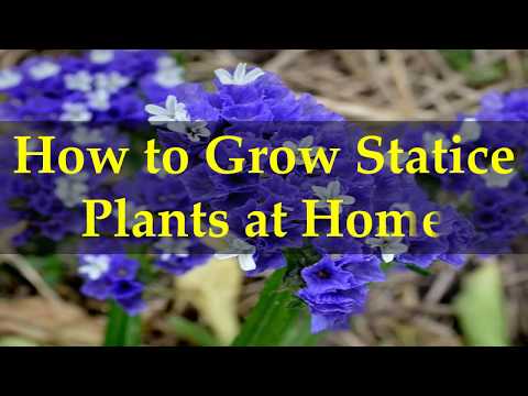 How to Grow Statice Plants at Home