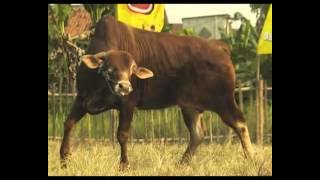 Download lagu Extra Joss Kurban 2015