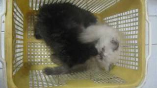 Himalayan kitten , First day to First year! by Soheil Ta 4,616 views 13 years ago 3 minutes, 33 seconds
