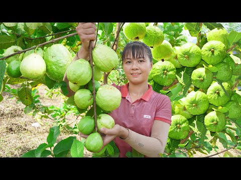 Harvest Guava Fruit Garden Goes to market sell - Cooking & relaxing 