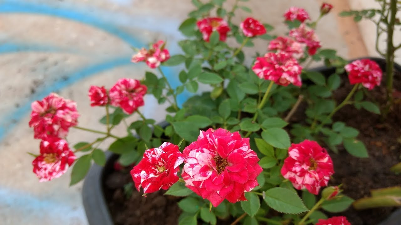 FAZER A MINI ROSA DAR MUITAS FLORES: ADUBAÇÃO - YouTube