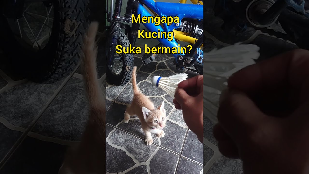 Kucing Suka Bermain 