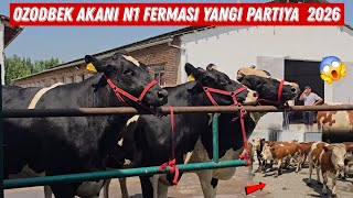 😳 Ozodbek Akani N1 Fermasi Simental Hunojinlar Bug'ozlar Buzoqlar N1 Golishteyn Firiz Sigirlar 