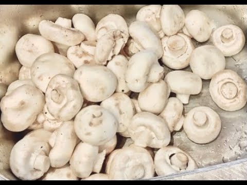 Vidéo: Mettre en conserve des champignons frais : comment mettre en conserve des champignons du jardin