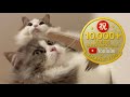 Gz☆10,000views|一緒に寝てくれるかニャ❔ キャットタワーから猫が居なくなったら即終了ニャッ➰🐾 #猫ヌコ #LIVE配信 #猫のいる生活