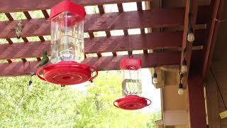 Fun at the Feeder 9.7.23 0650 by Backyard Cardinals 62 views 8 months ago 2 minutes, 49 seconds