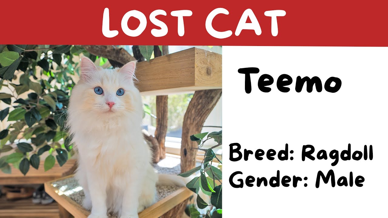 How to Find a Lost Cat Outside (I’ve Been Through It Myself) | The Cat Butler