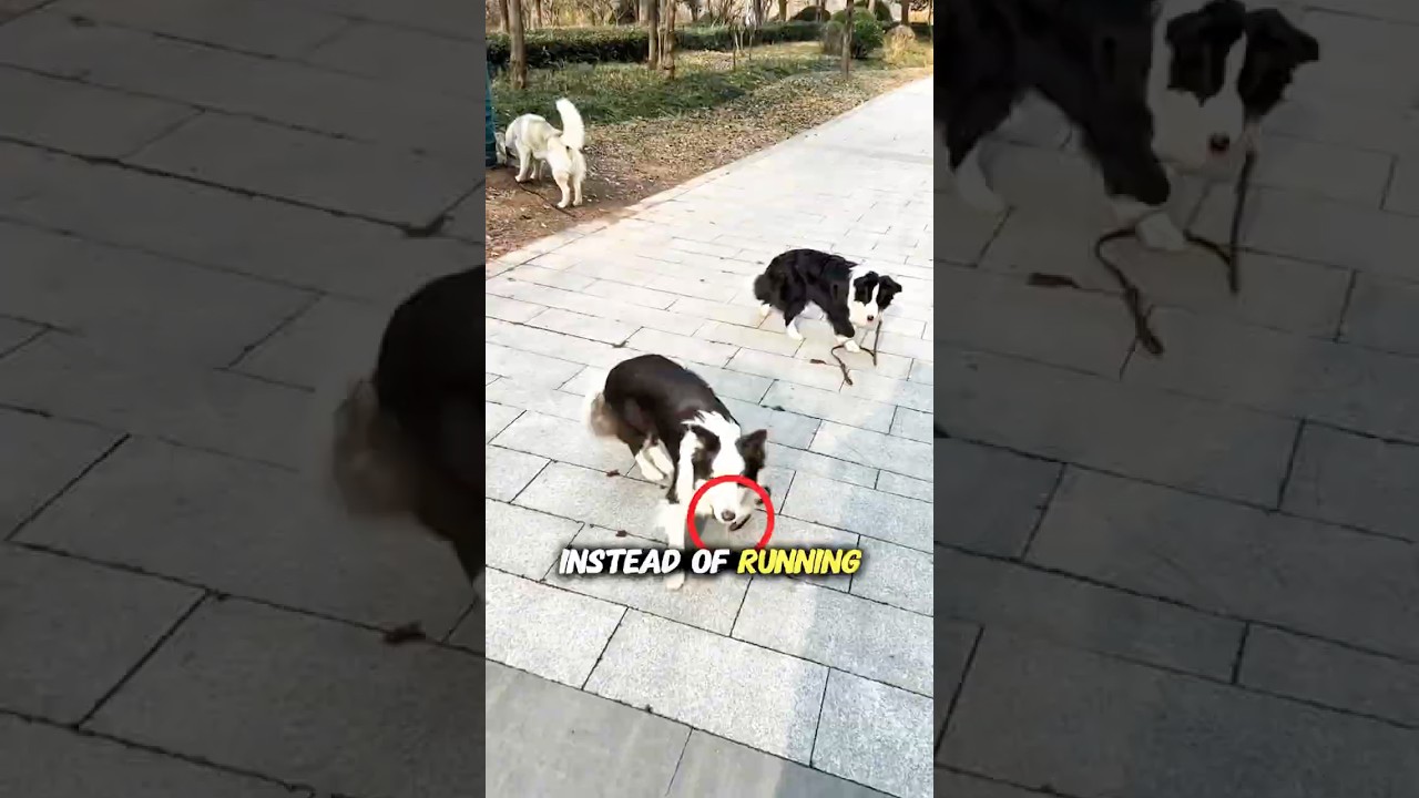 You Won’t believe what these Dog after being set Free 