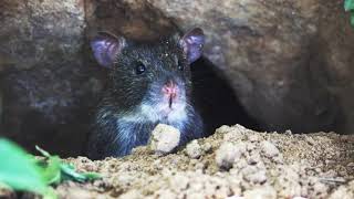 2 Hours Rat Sound Effect