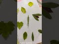 🍃Turning leaves into tiny little creatures✨🐞Nature + creativity = pure magic💚📖#LeafArt #Nature