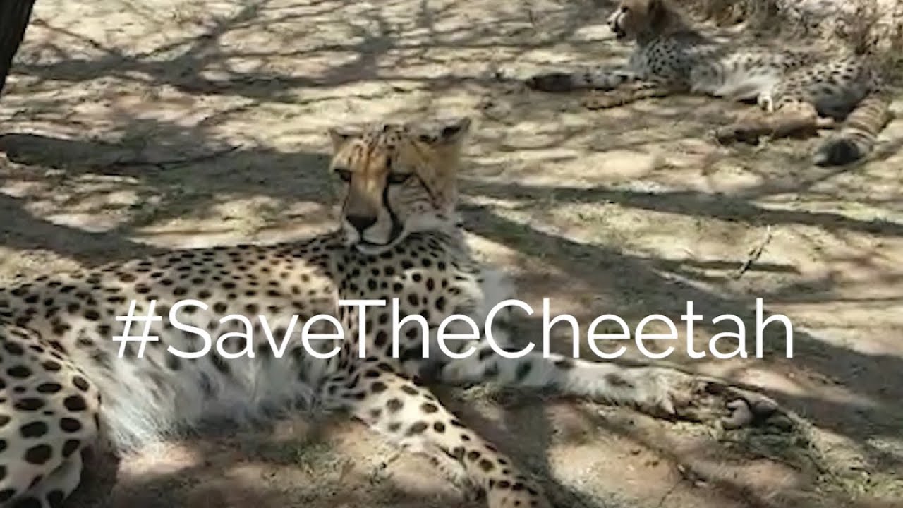 Resident Cheetahs Khalessi and Jaya