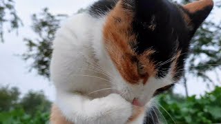 A cat that washes its face carefully is so cute