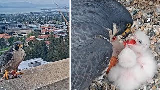 Cal Falcons: Everyone eats \& Archie delivers more food 🥕🍖🥬plus full view of 4th chick 🐥 2024 Apr 24