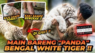 ALSHAD AHMAD MASUK KANDANG HARIMAU PUTIH UMUR 1.5 TAHUN ! DI G1G1T DAN DIC4K4R BERTUBI TUBI !!