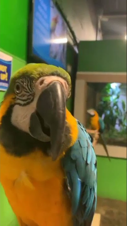 Smart talking Macaw Says Halu Hay #shorts #macawparroteatingmandarin #macau