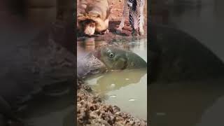 Beautiful Wild Life Animals Combination Video Clips