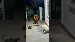 Security Cam Captured a “Lion” Breaking In… Then This Happened 😳🐕🐈