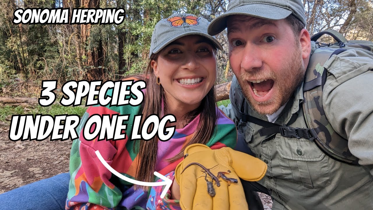 Wine Country Salamanders, Frogs, and Lizards | Field Herping in Sonoma County