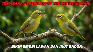 PANCINGAN PLECI NEMBAK WIT WIT WIT KENARI, BIKIN LAWAN IKUT NEMBAK DAN BUKA PARUH