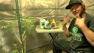 Re Vegging A Flowering Plant How to revert Cannabis