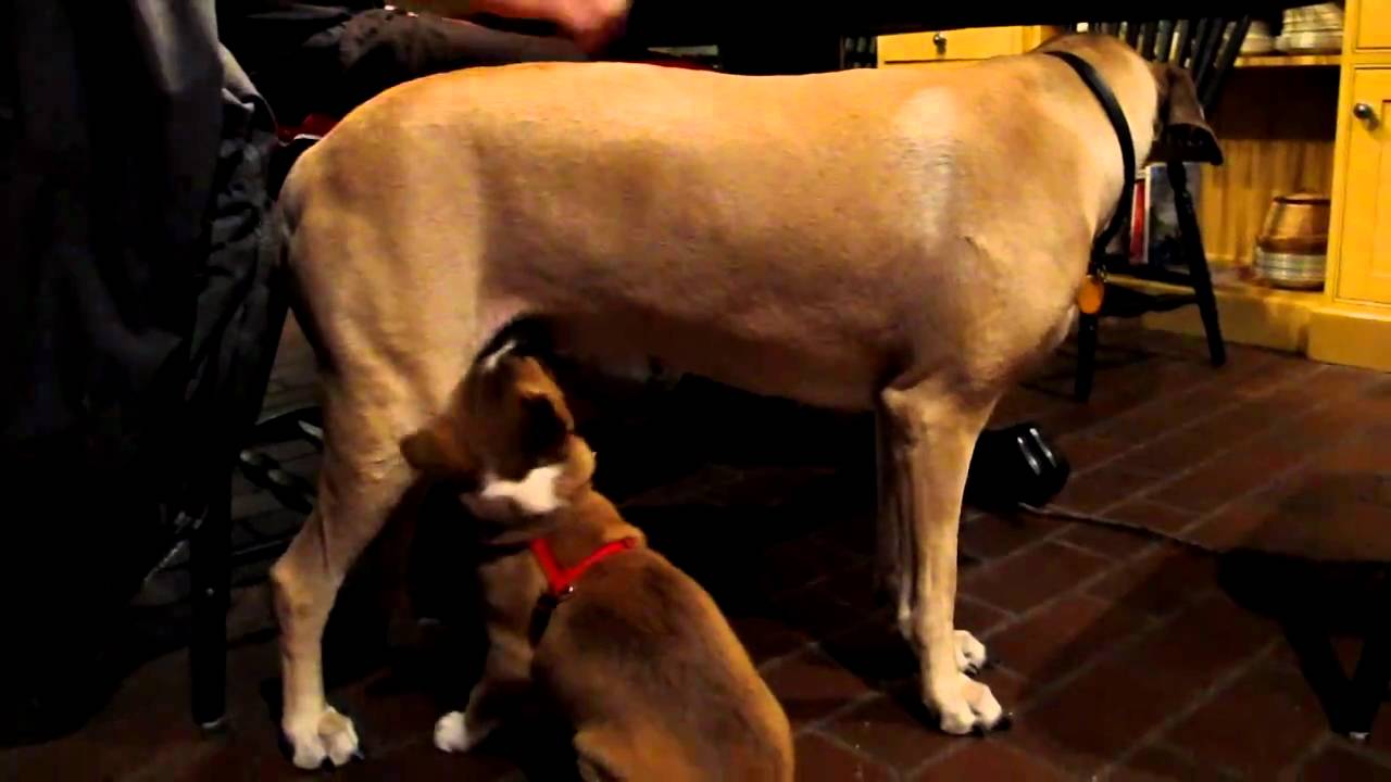 NGSD New Guinea Singing Dog Singer Satchmo Convinces Gracie to Be His