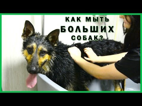 Как мыть БОЛЬШИХ собак? Моем немецкую овчарку. PRO-Хвост