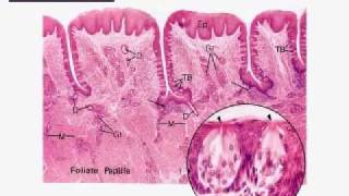 Oral Biology: Practical Oral Biology II Data show slides  part 1 of 4 ankily.m4v