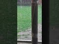 Heavy rain and Hails in wet summer