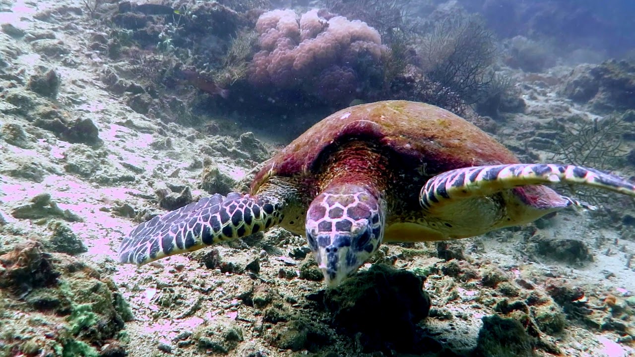 Turtle in Andaman sea