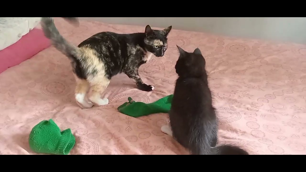 CAT vs KITTEN boxing match YouTube