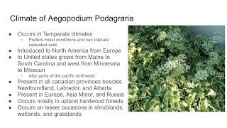 Plant Systematics Final Presentation -- Aegopodium Podagraria--