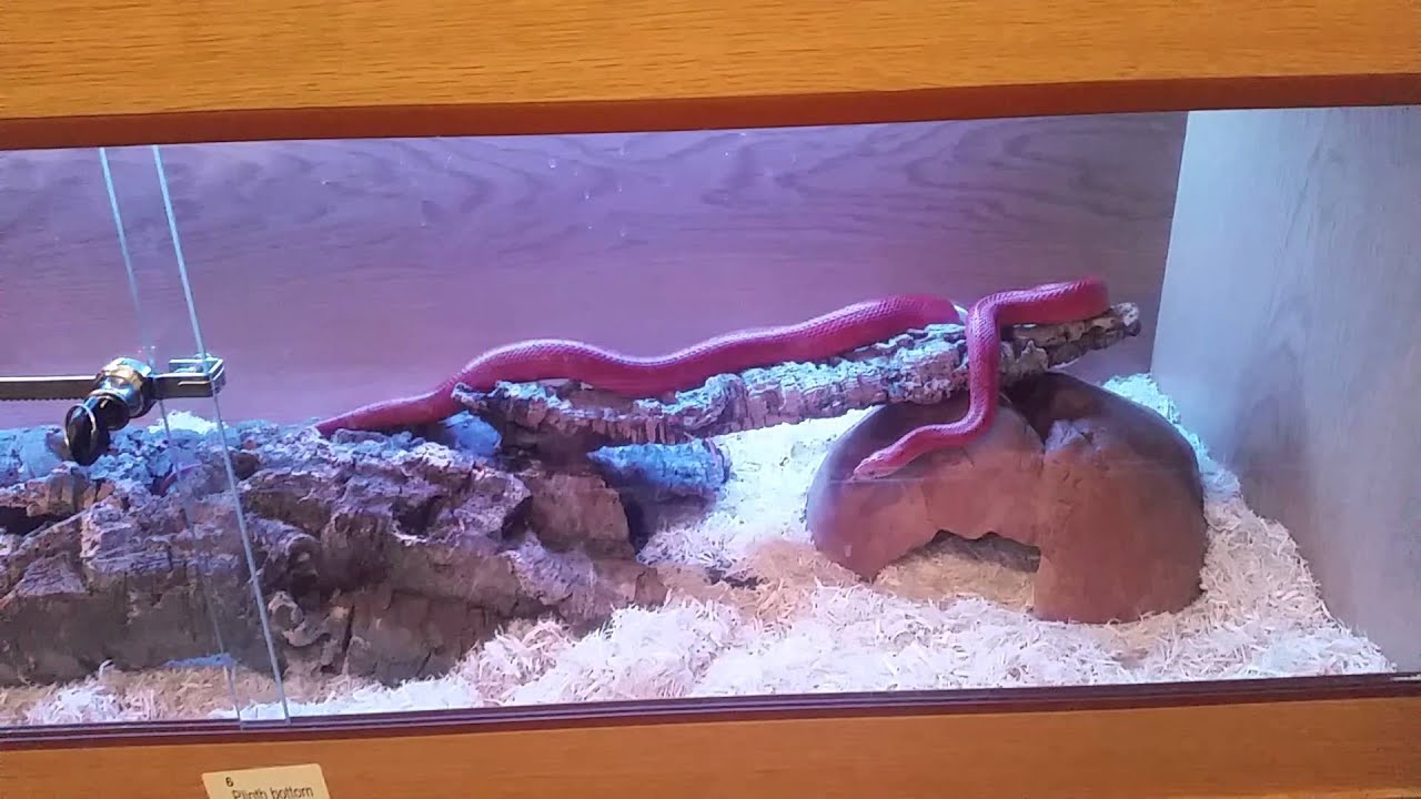 Corn Snake YouTube
