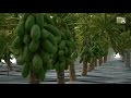 Na culture de papayes avec une serre unique au monde