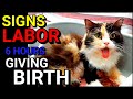 EP12 : Persian Cat Giving Birth