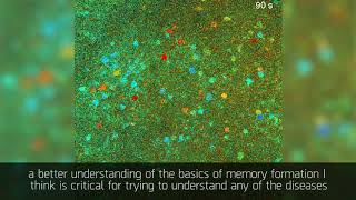 'Virtual reality' for mice to aid neural research BBC Click
