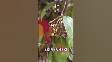 Thumbnail of Baik baik ya sayang #orangbaik #ustdadihidayat