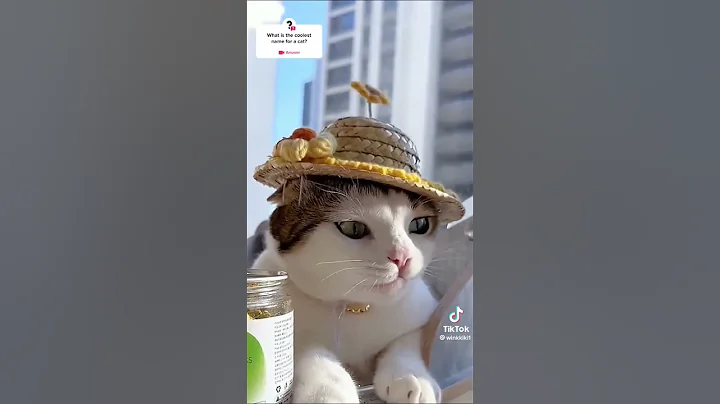 Video 2309591: coon turkish angora manx, turkish angora manx cat, cornish rex manx cat, angora manx cat munchkin, rex manx cat american, american bobtail siamese cat, curl american bobtail siamese, maine coon turkish angora