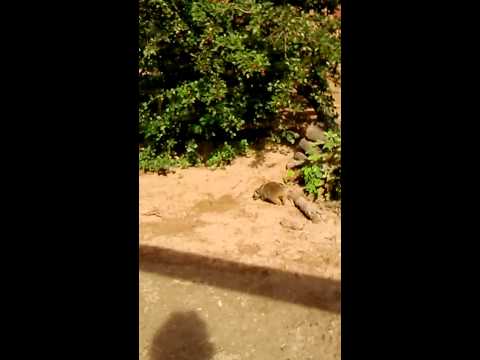Aardvark And Meerkats At Blackpool Zoo