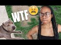 My dog DESTROYED my patio vibe! 😧 | VLOG