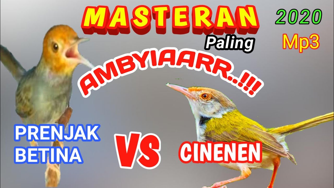 SUARA MASTERAN BURUNG TERBAIK|PRENJAK BETINA|CINENEN - YouTube