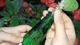 Di̇kenler Taci Çi̇çeği̇ Hangi̇ Ayda Ve En Garanti̇ Hangi̇ Yöntemle Çoğalir