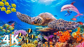 Under Red Sea 4K  Sea Animals for Relaxation, Beautiful Coral Reef Fish in Aquarium  4K Video