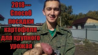 Посадка картофеля. Способ посадки картофеля для получения высокого урожая От А до Я .Разрушение