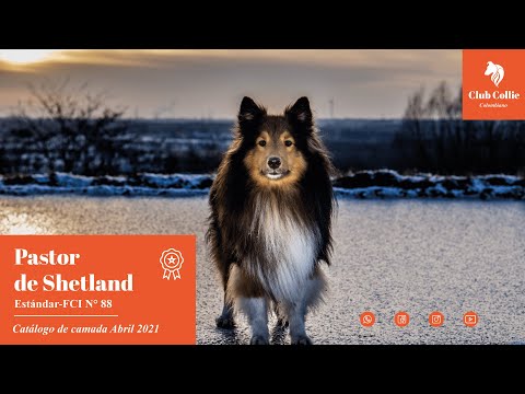 Camada Ejemplares Shetland Sheepdog - Nov 2020