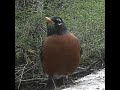 Bird on creek bridge aka log.