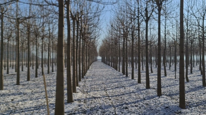 Paulownia- Oportunitatea de afacere in crestere rapida!!