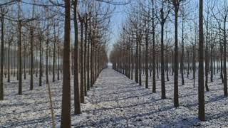 Paulownia- Oportunitatea De Afacere In Crestere Rapida