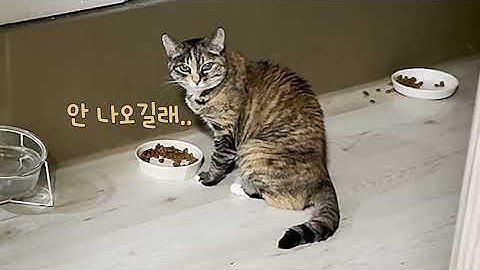 길고양이 묘생 첫 목욕 후 변화들👹 오늘의 옴니버스