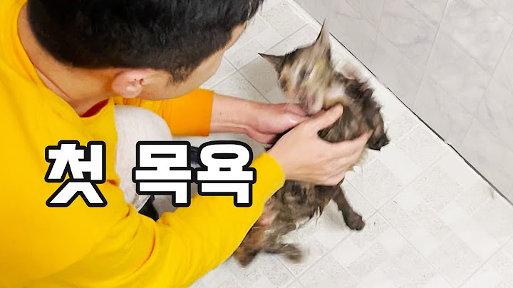 길고양이 묘생 첫 목욕 후 변화들👹 오늘의 옴니버스