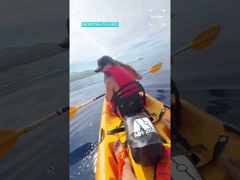 Heartwarming Moment: Baby Whale Pays Kayakers A Visit 🥰 #whale #whales